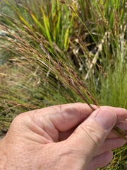 Schoenus ligulatus (Schoenus ligulatus)