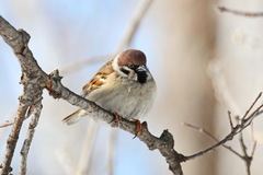 Passer montanus