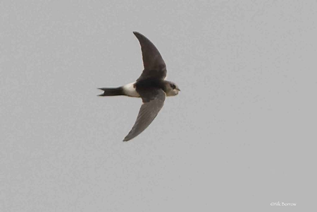 Horus Swift photo