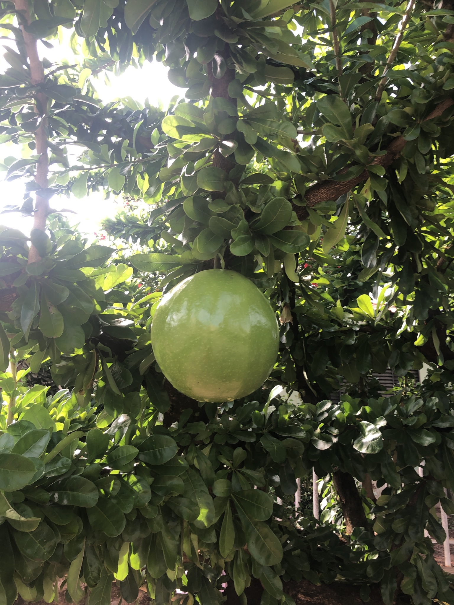 Crescentia cujete