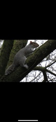 Sciurus carolinensis