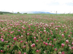 Trifolium incarnatum molinerii