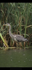 Ardea cinerea