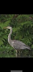 Ardea cinerea