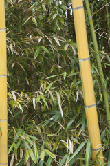 Phyllostachys sulphurea