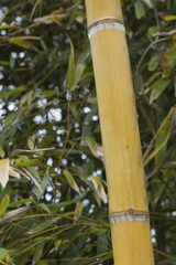 Phyllostachys sulphurea