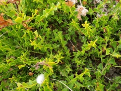 Acacia littorea