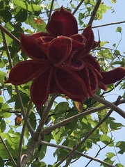 Magnoliopsida