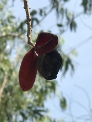 Magnoliopsida