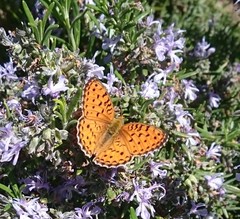 Argynnis niobe