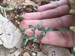 Angiospermae