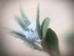 Angiospermae