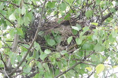 Lanius excubitor