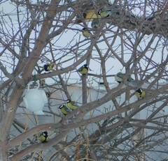 Parus major