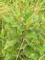 Ageratina tinifolia