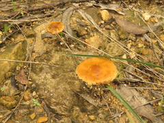 Fungi