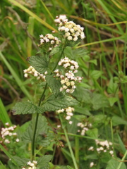Fleischmannia klattiana
