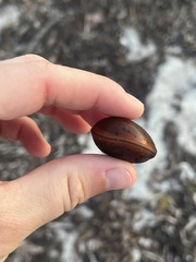 Macropsychanthus comosus