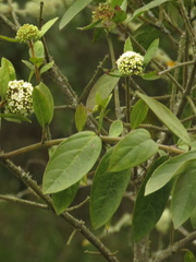Viburnum tinoides