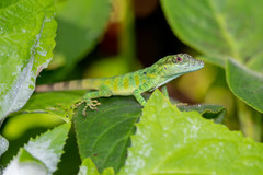 Anolis danieli