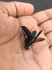 Campsomeriella collaris