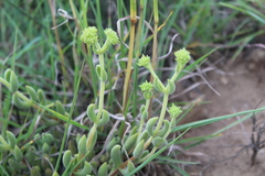 Crassula mesembryanthoides mesembryanthoides