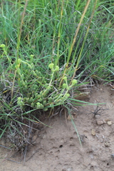 Crassula mesembryanthoides mesembryanthoides