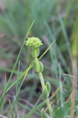 Crassula mesembryanthoides mesembryanthoides