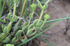 Crassula mesembryanthoides mesembryanthoides
