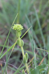 Crassula mesembryanthoides mesembryanthoides