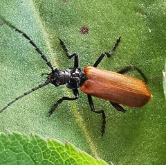 Cantharis palliata