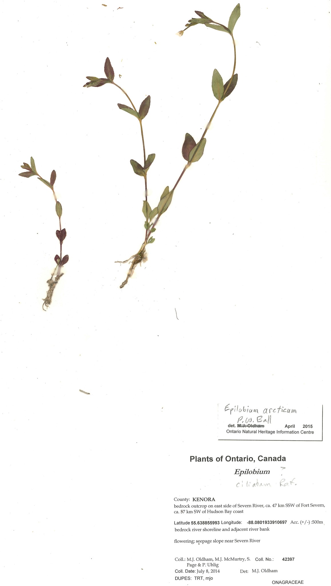 Epilobium arcticum