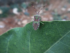 Prismatocerus prominulus