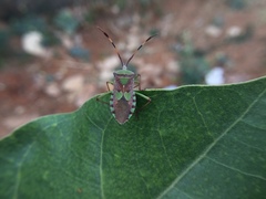 Prismatocerus prominulus