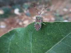 Prismatocerus prominulus