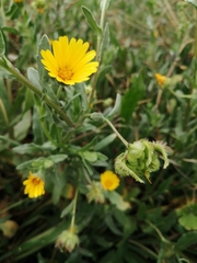 Calendula arvensis