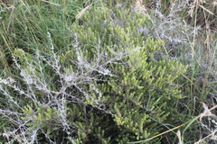 Asparagus mucronatus