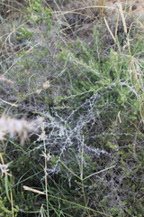 Asparagus mucronatus