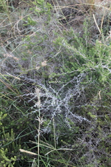 Asparagus mucronatus