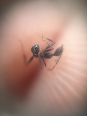 Pheidole