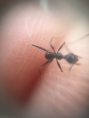 Pheidole
