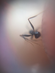 Pheidole
