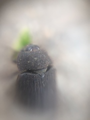 Tenebrionidae
