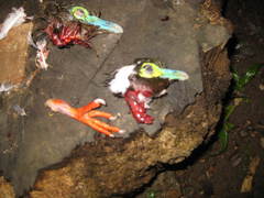 Treron oxyurus
