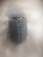 Tenebrionidae