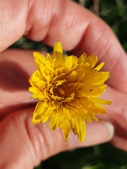 Cichorieae