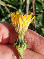 Cichorieae