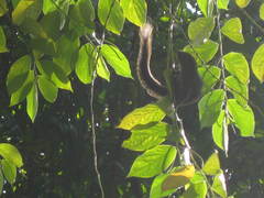 Callosciurus notatus