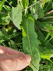 Cichorieae