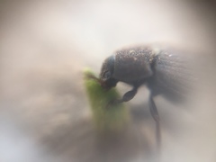 Tenebrionidae